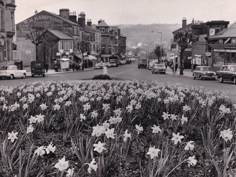 A grand display of daffodils added a splash of colour to Brook Street in April 1968.