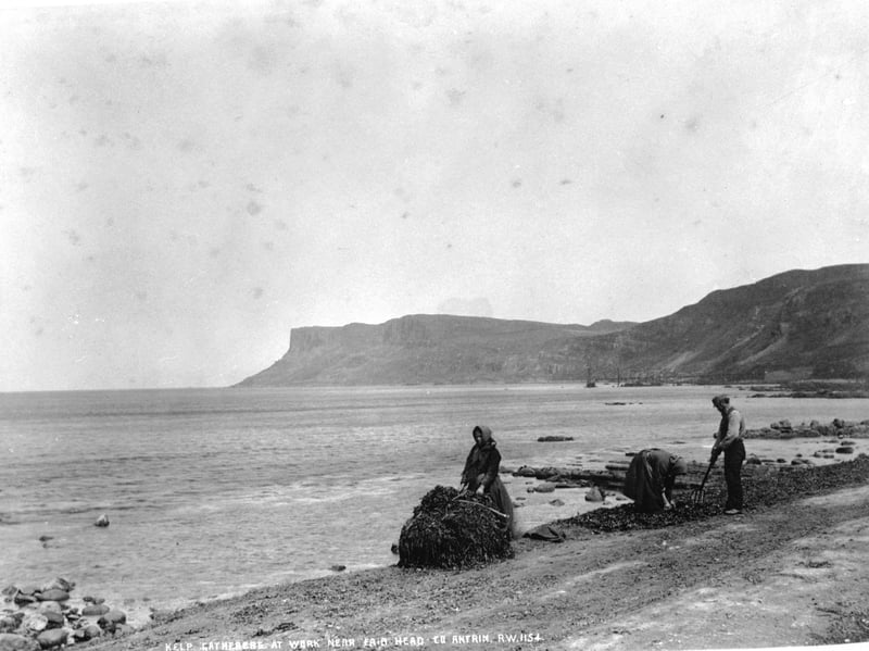 Gathering kelp along the coast at Fair Head, County Antrim, in around 1890