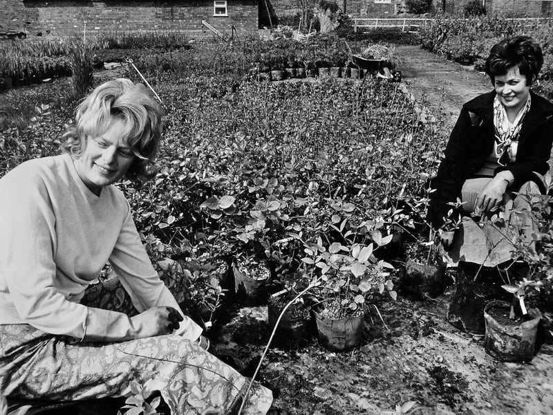 Sunshine and hard work go hand in hand in this lovely springtime scene from Stirchley in May 1974. The picture shows Vera Gough and Suzanne Ward tending to potted shrubs at the Telford Development Corporation nursery. The pair were helping shape the green spaces of the new town as Telford continued to grow.