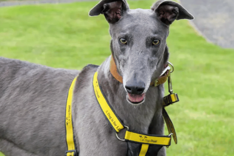 21 adorable Dogs Trust canines looking for their forever homes in the ...