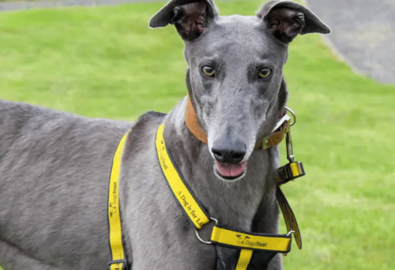 Ronnie is looking for a fun loving, affectionate home with a family who will give him plenty of attention and play time. He could live with older secondary school children who will join in his enthusiastic playtimes and may share his home with another similar sized dog for fun and walkies.