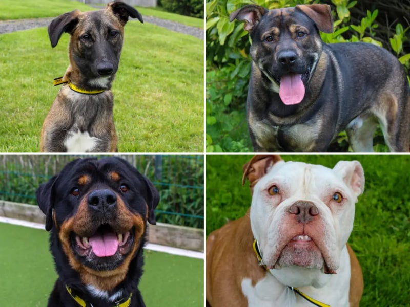All these dogs are searching for their forever homes.