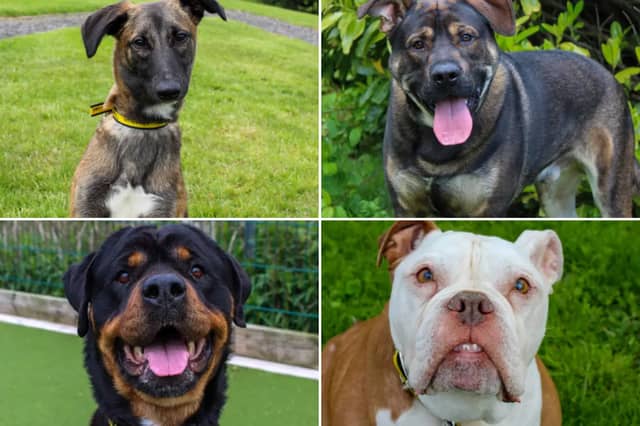 All these dogs are searching for their forever homes.
