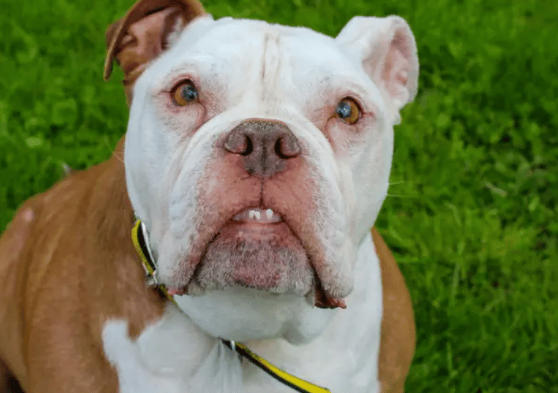 Tyson is a big-hearted boy with a lovely, happy personality who absolutely adores being around people. He loves fuss, cuddles and spending time with his favourite humans, making him a wonderful companion for someone looking for a loyal best friend. He’s looking for a calm home with adopters who can help support him on his fitness journey with gentle exercise, a good routine and plenty of encouragement.