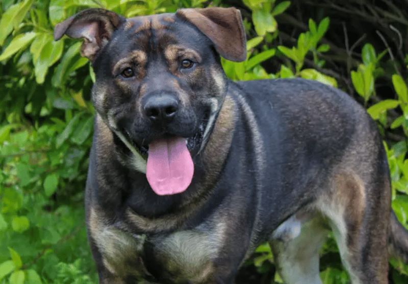 Echo is a super sweet boy with a big personality and an even bigger love for his people. He enjoys nothing more than zooming around with his toys, playing games and then coming back for cuddles and reassurance from his favourite humans. This handsome lad is still learning that the world isn’t such a scary place, so he’s looking for patient adopters who can help continue building his confidence through positive training and gentle encouragement.