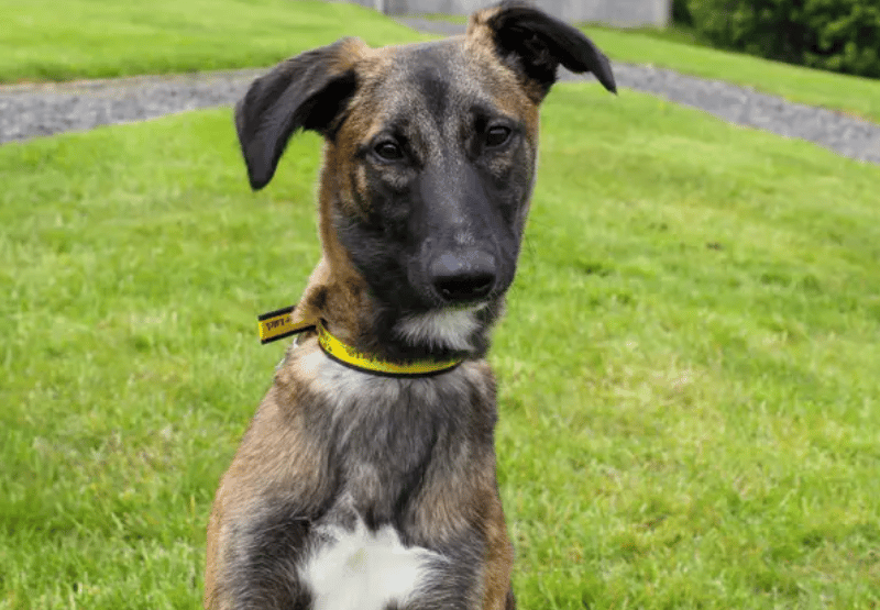 Kally is a bright, playful girl who is full of personality and always ready for an adventure! She’s an active youngster who will thrive in a fun, energetic home where she can continue learning all about the world around her. This lovely girl enjoys getting out and about exploring and would love adopters who are keen to continue her training and help channel her clever brain into lots of positive activities.