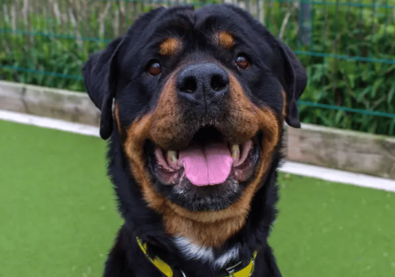 Damson is a sweet and playful girl who absolutely adores her toys and enjoys having a good run around before settling down for some fuss and attention. She’s a clever girl with lots of personality and is looking for experienced adopters who can help her continue building confidence and feeling safe in the world around her.