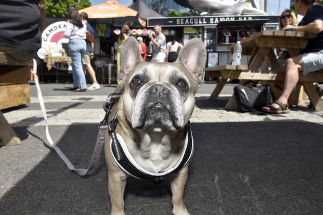Daisy the French Bulldog (7) enjoying a trip to the British Street Food Awards southern heats in Gunwharf Quays.