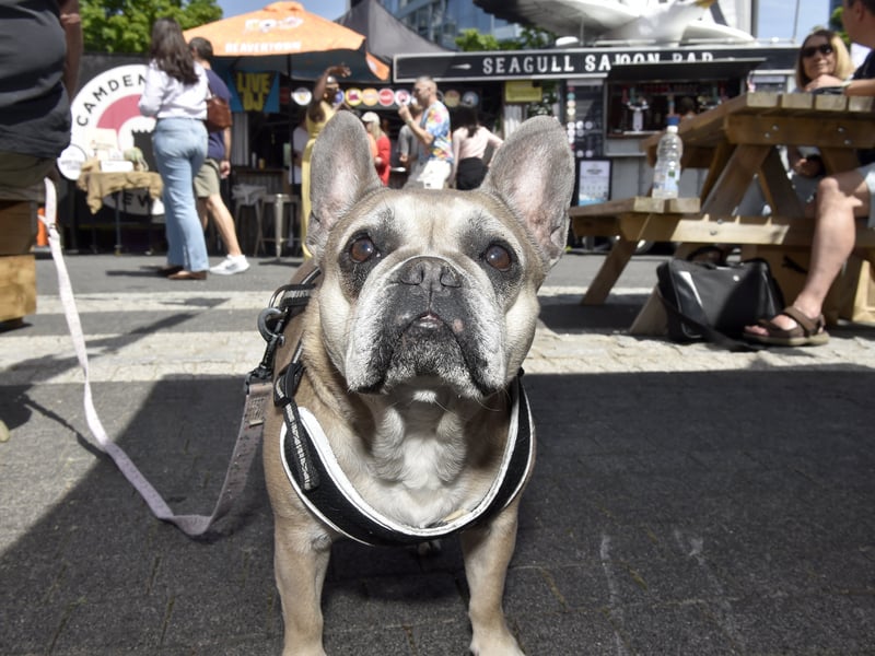 Daisy the French Bulldog (7) enjoying a trip to the British Street Food Awards southern heats in Gunwharf Quays.