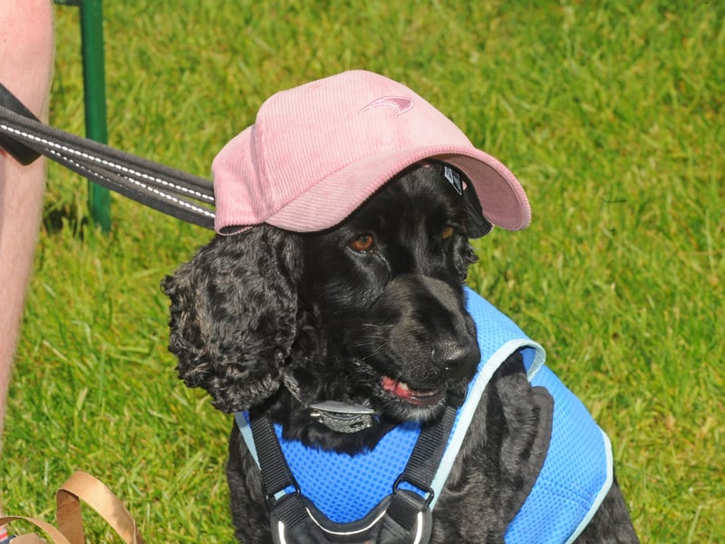 Hector the spaniel, just chilling.