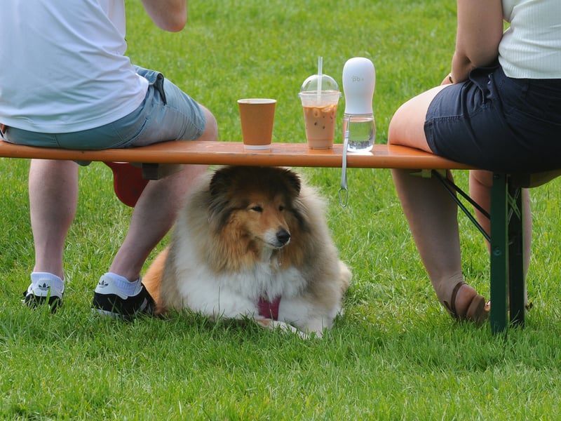A dog shelters from the sweltering heat.