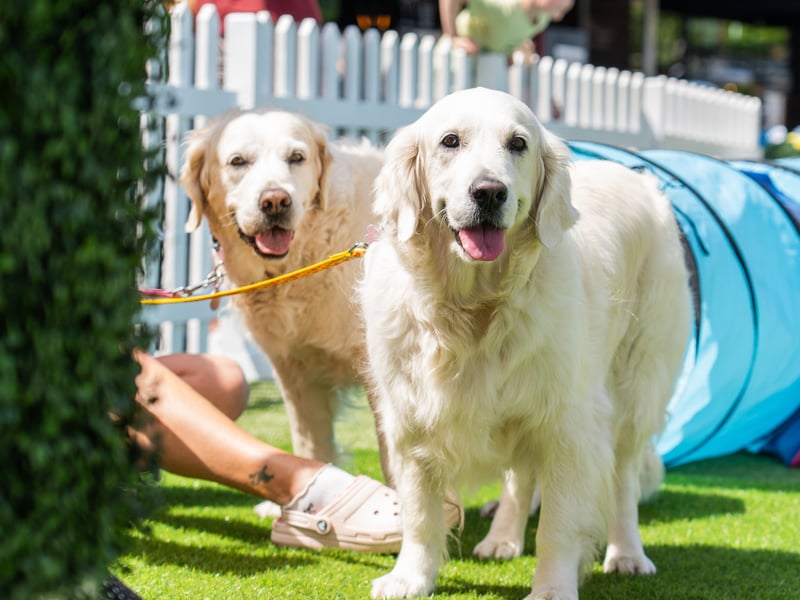 Two golden retrievers at Whiteley Doggie Day