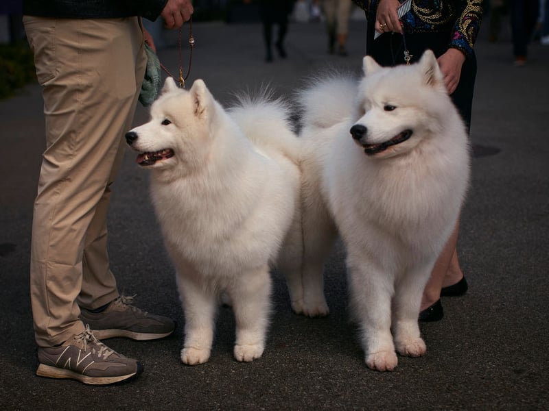 The Samoyed is a breed traditionally used in Siberia to herd animals. Rare in the UK, they have a deep love of human companionship and excitably greet strangers into their home - making for very poor guard dogs. 