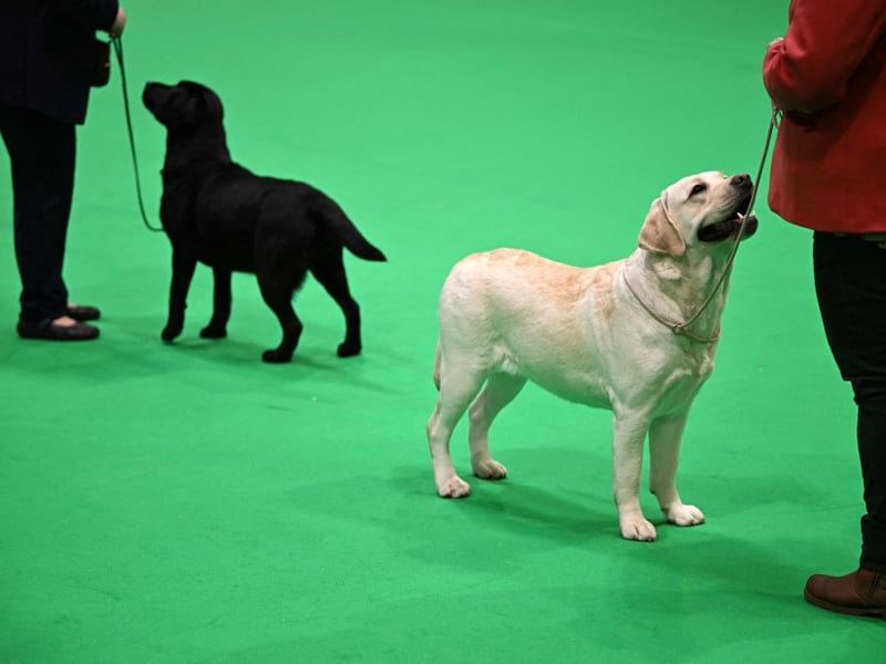 The Labrador Retriever is the most popular dog in the UK for good reason - it has a wonderfully sociable temperament. In fact, a potential problem with Labradors is that they love people too much, finding it difficult to keep their distance if somebody is scared of dogs - or if other dogs are less than friendly.