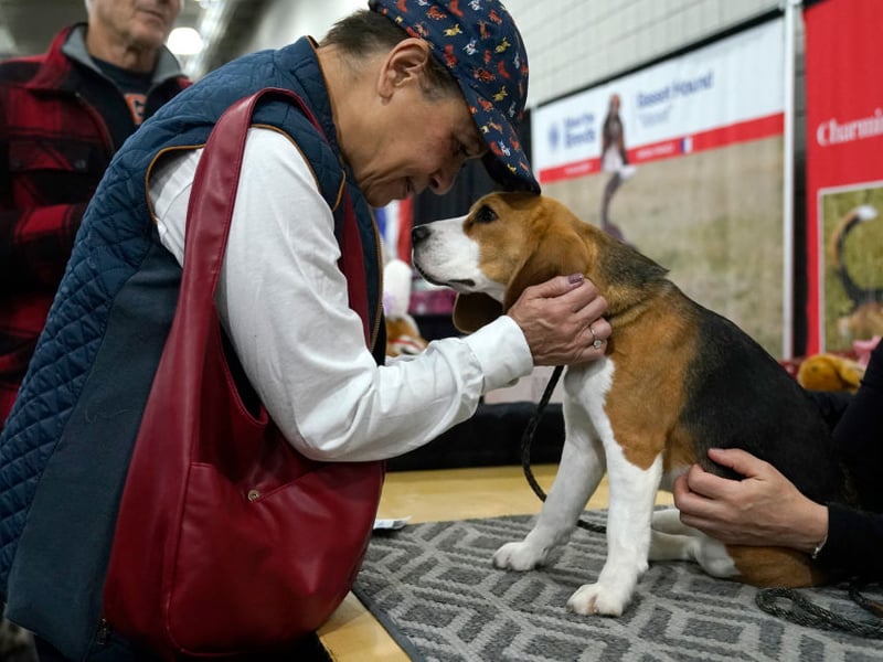 The Beagle was bred to hunt in packs, so they are naturably sociable when it comes to other dogs. They also love meeting new humans, getting on particularly well with children. 