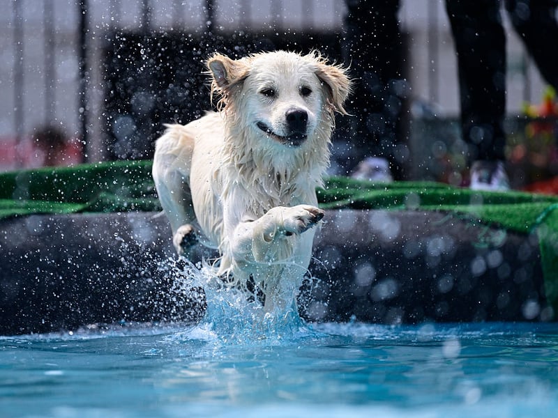 The most popular dog in any given park is likely to be a Golden Retriever. This breed love their family but have plenty of affection left over to shower upon anybody else they happen to meet on any given day.