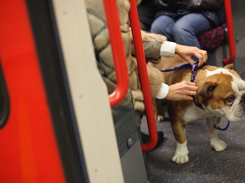 The Boxer may be built like a gym enthusiast, but they behave like excited toddlers when meeting somebody new - canine or human. Boxers adore people so enthusiastically they occasionally forget to put the brakes on, so make sure you brace yourself for their welcome.