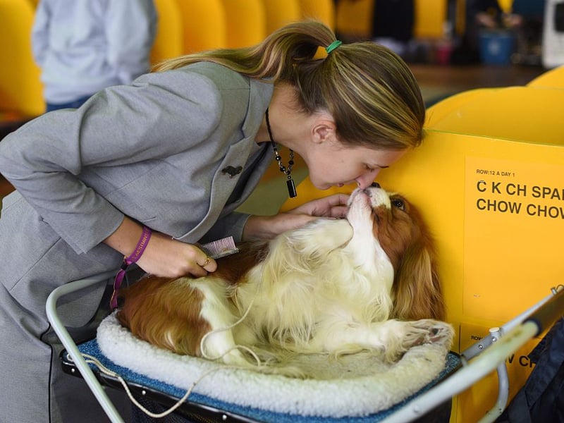 The Cavalier King Charles Spaniel was originally bred as a companion and lapdog. Unlike many similar breeds, they are not hugely fussy about whose lap they are in - as long as they are getting a pat. 
