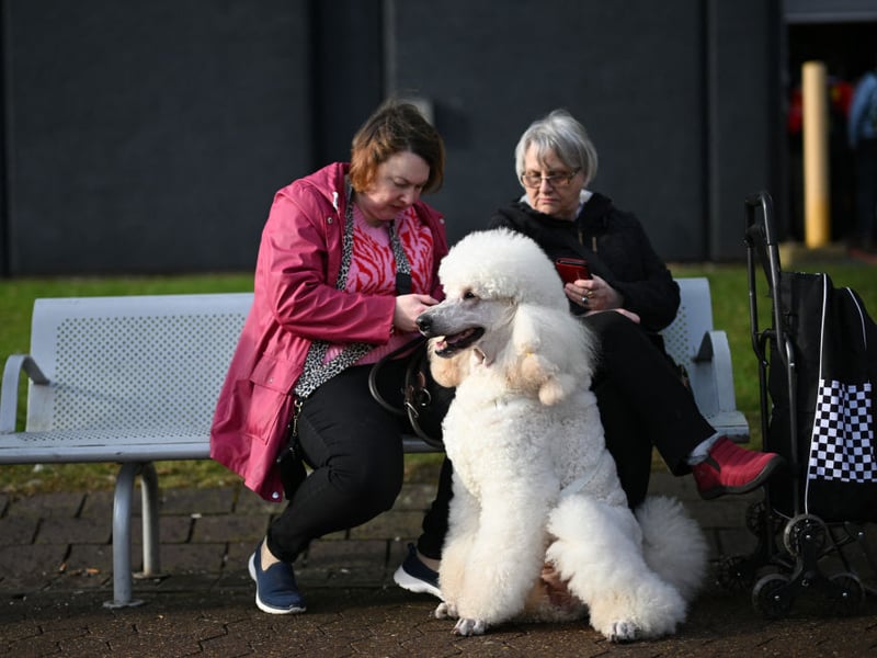 All three sizes of Poodle - Standard, Miniature and Toy - are equally sociable. In fact, the only way to make a Poodle more sociable is by breeding it with a Labrador or Golden Retriever, creating the super-sociable Labradoodle and Goldendoodle. 