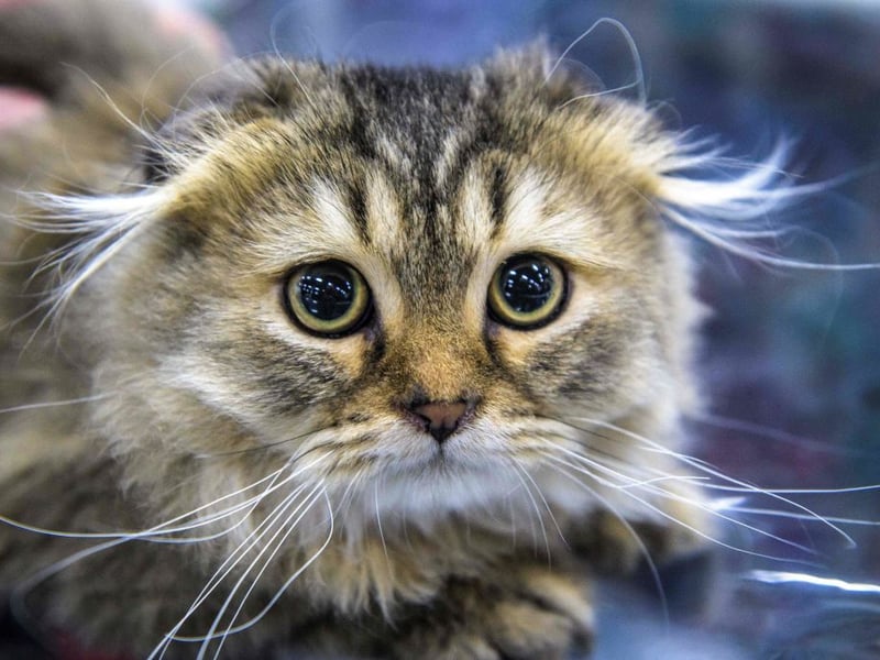 The Scottish Fold looks permanently concerned for good reason. They are gentle, sweet, and easily startled by loud sounds (or sometimes quiet sounds), aggressive cuddling, or anything suspicious appearing near their peripheral vision.