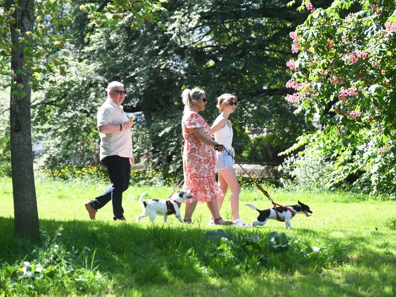Walking the dogs in the sunshine on The Stray in Harrogate