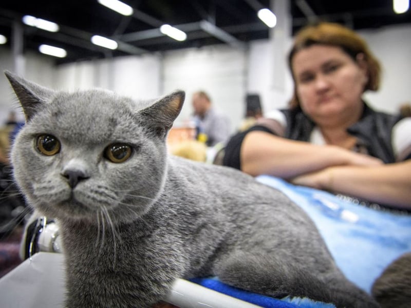 British Shorthairs dislike excessive fuss, loud strangers, and anything that could be described as unpredictable. These are animals that appreciate schedules and affection.