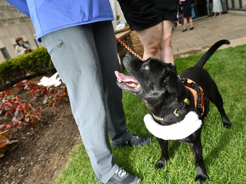 Staffies often believe they’re tiny lapdogs despite being made of pretty much pure muscle. Hugely affectionate and clownishly sociable, they can usually win over even those sceptical about the merits of dogs.