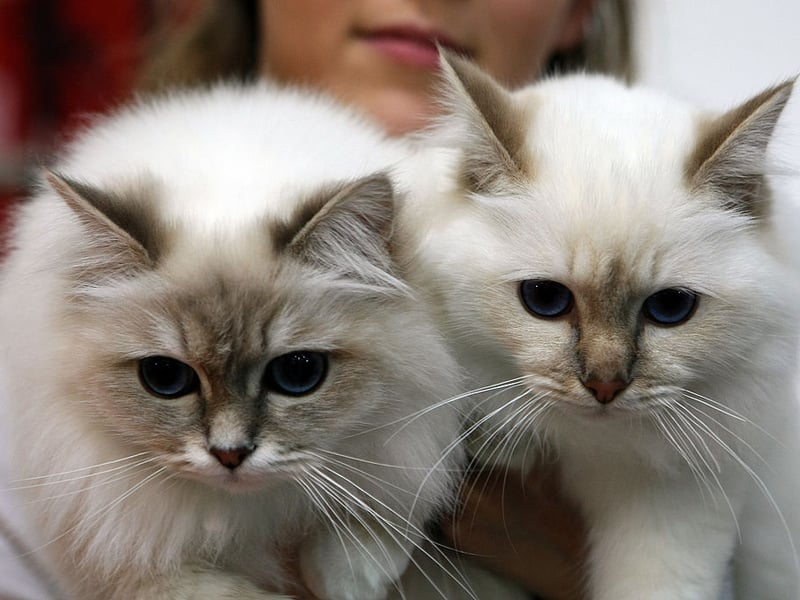 Birmans are adorable little worriers. They enjoy companionship but dislike commotion so aren't the best choice for families with noise young children.