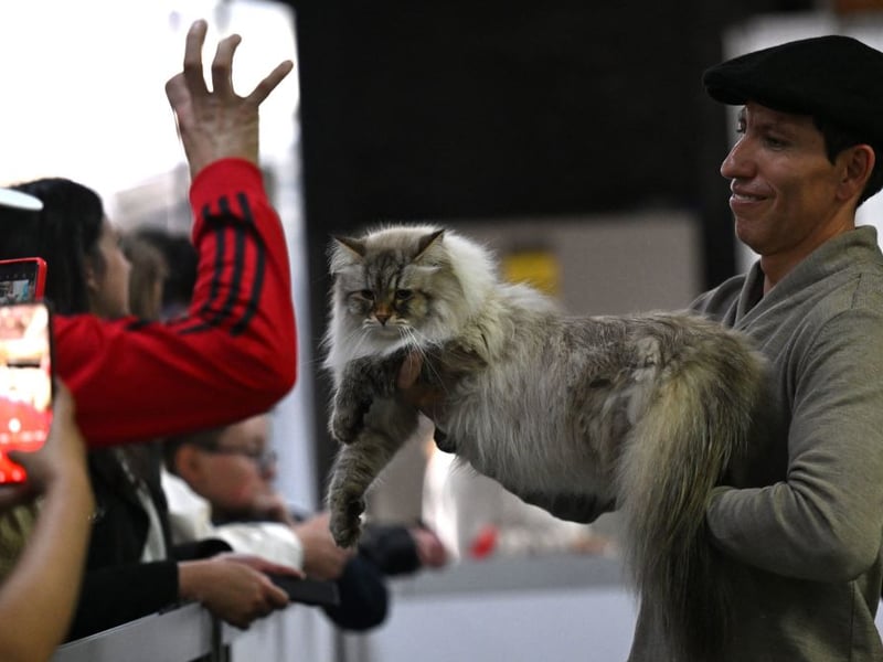 Maine Coons are huge cats with surprisingly delicate feelings. They need to be introduced to strangers in a gradual fashion to avoid them feeling social anxiety.
