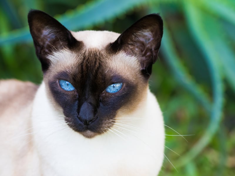 Tonkinese cats crave companionship but occasionally panic when life becomes too noisy or hectic. These emotional little creatures want attention desperately, then often immediately regret it when it's forthcoming.
