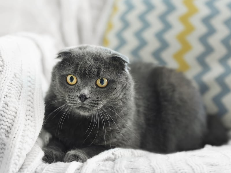 A very rare breed of timid cat, the Nebelung likes its creature comforts and nap-heavy schedule. Anything that get in the way of this will be treated as a major problem.