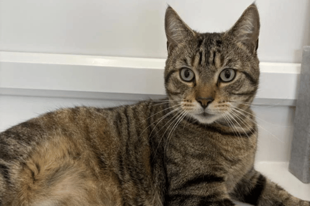 Tiggs is a handsome, tall "gentle giant" who is looking for a calm, adult-only home where he can truly feel safe and loved. He isn’t comfortable around other felines, so he will need to be the only pet in the household. In the right environment, where he can enjoy all the attention to himself, Tiggs will make a fiercely loyal and devoted companion.