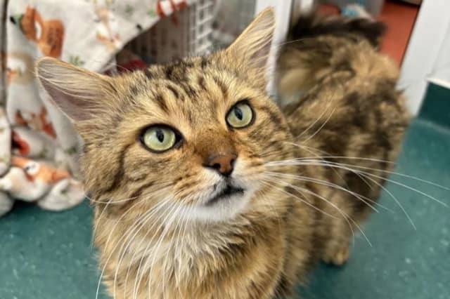 Claudius is a sensitive soul who prefers a gentle, patient approach. While he may hiss at first when he's feeling unsure, he relaxes beautifully after a few minutes and will happily nudge you for strokes once he feels safe. He needs a quiet, predictable environment to help him adjust, where he will slowly blossom into an affectionate companion.