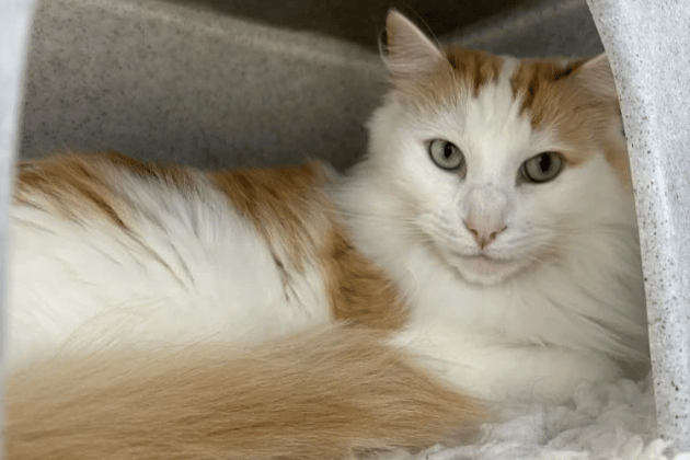 Trevor is a sweet and gentle cat who was sadly relinquished due to his owner's health. While he has previously been an indoor-only cat, he is now looking for a home with a safe, quiet garden to explore. He would much prefer to be the only pet in his new household so he can keep all the cuddles for himself.