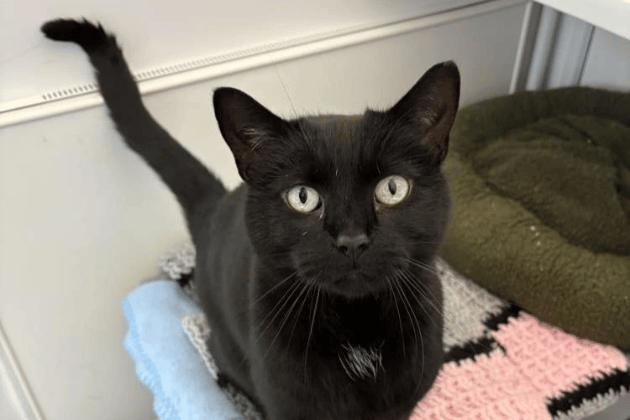 Minnie is an incredibly gentle, affectionate companion who adores human company and will always greet you first thing in the morning with a happy face and soft purrs. Minnie is so ready to finally find a secure, stable forever home where she can settle for good. She has had some digestive issues while in care and is being rehomed on a managed diet and medication to control this.