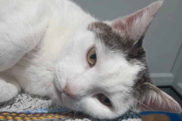 Ditty is a friendly girl who was sadly given up after her owners moved. She loves exploring the outdoors, but because she has white ears, she will need sunscreen applied before heading out to prevent solar damage. Ditty has an asymptomatic Grade 2 heart murmur that just needs monitoring at her annual vet checks.