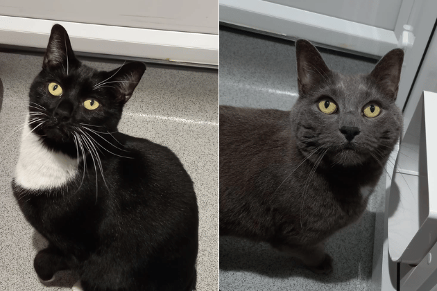 Cory and Tilly are a sweet brother and sister duo who share a special bond and must be rehomed together. Cory is a gentle, easy-going boy who loves finding cosy sun spots, keeping humans company, and trying to steal his sister's food. Tilly is an outdoors-loving girl who enjoys pottering in the fresh air and gives affectionate nose kisses once she feels safe.