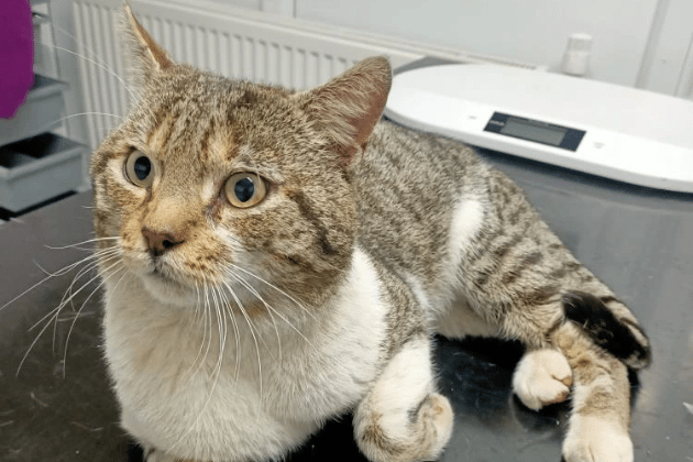 Rupert is a beautiful, gentle-natured stray who is incredibly sweet and loves human affection. Because he prefers people over other animals, he needs a home without any other furry friends, and is best suited to an adult-only household or a family with older children.