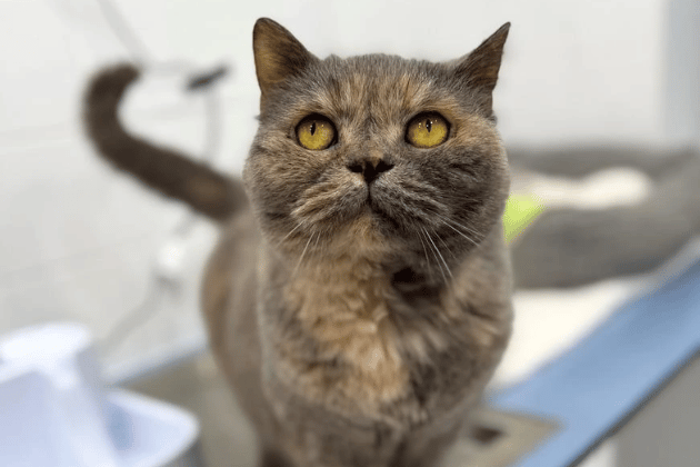 Isla thrives on attention, loves to know exactly what is going on around her, and will happily roll around on the floor for the occasional belly rub once she trusts you. Having always lived as an indoor cat, she is looking for an indoor-only home where she can be the sole pet and centre of attention. Isla has suspected Inflammatory Bowel Disease (IBD) and is on a prescription diet and medication to manage it.