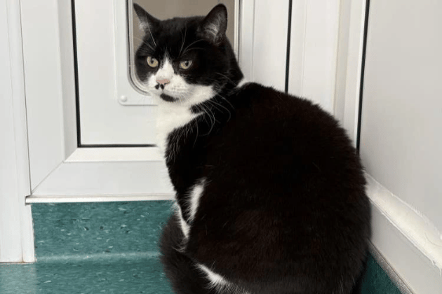 Daisy is a sweet, calm soul who is currently finding her feet in new surroundings. Previously an indoor cat, she would love a quiet, safe garden to explore once she has settled in and built trust. She is looking for a patient home where she can be the only pet and the centre of attention.