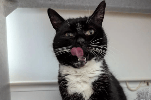 Dotty is a sweet, mature lady who enjoys affection in her own quiet way, particularly rubbing around your legs and leaning in for gentle head strokes. Having been used to a quiet, adult-only home, she is currently overwhelmed by the shelter environment and needs a patient family to help her rebuild her confidence. Dotty is suspected to be a carrier of cat flu, meaning she may have ongoing watery eyes that require occasional, gentle eye bathing to keep her comfortable.