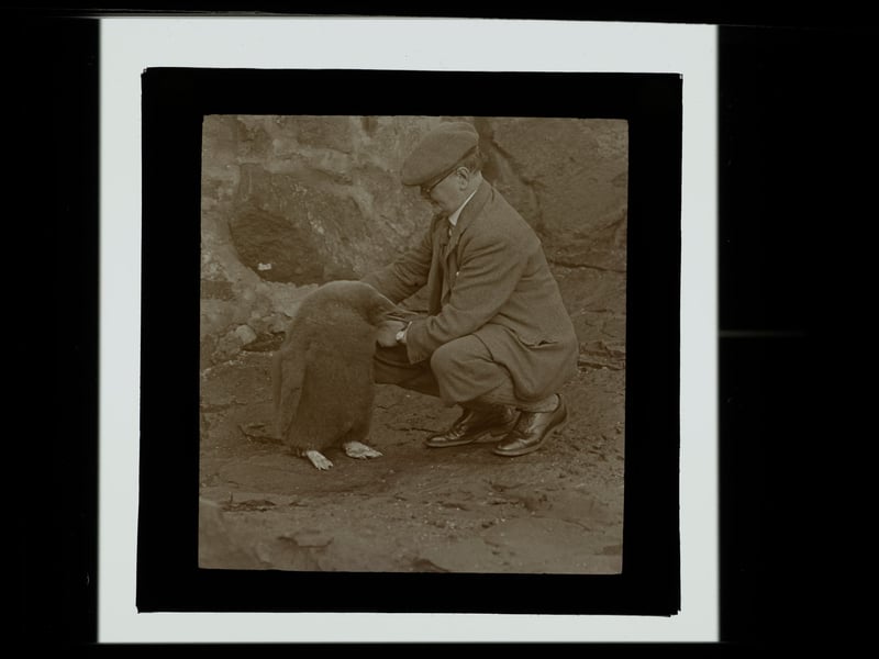 Thomas Gillespie with first king penguin to hatch in the Northern Hemisphere, at Edinburgh Zoo in 1919.