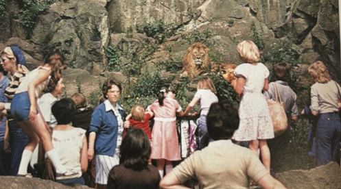 Edinburgh Zoo visitors in the 1960s viewing the lions.