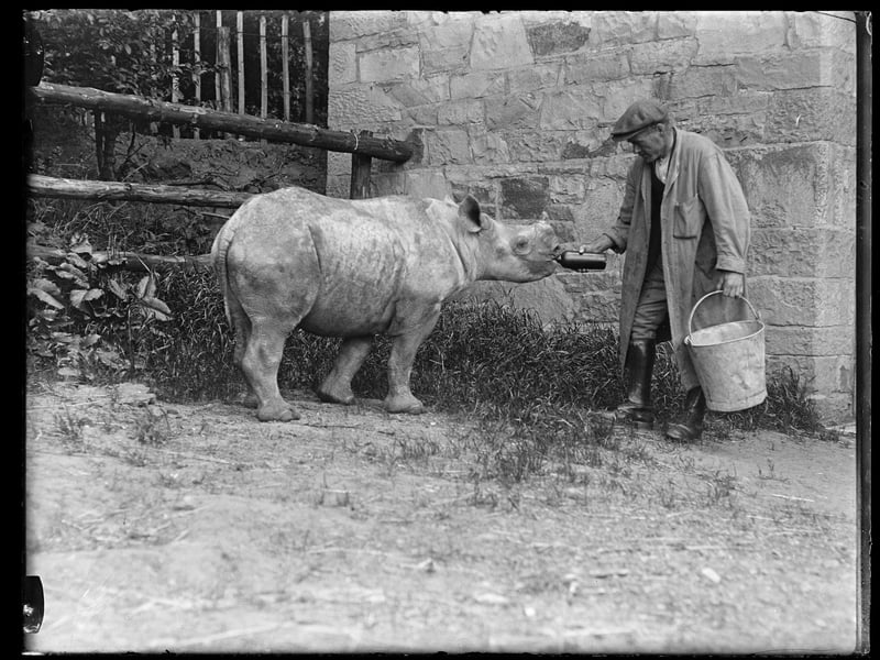 A zookeeper bottle feeding a rhino in the 1930s.