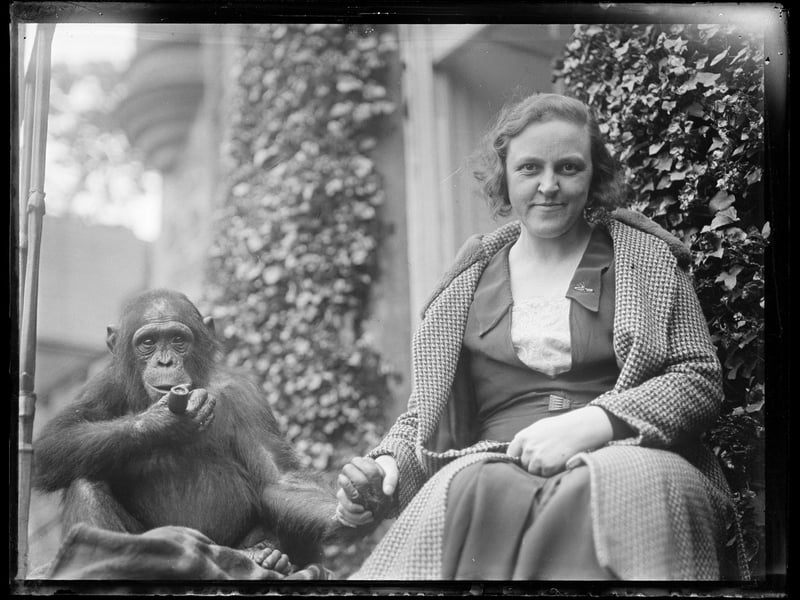 A woman pictured at the zoo with a young chimp in the 1930s.