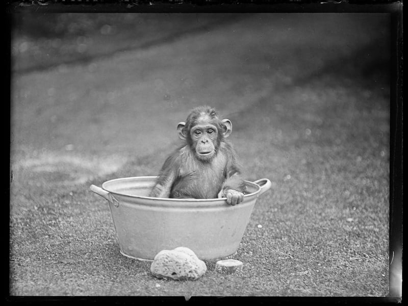A baby chimp in a washbasin at Edinburgh Zoo in the 1930s.