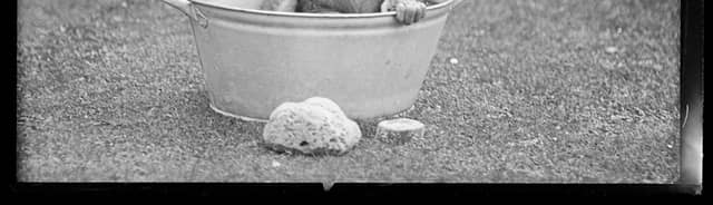 A baby chimp in a washbasin at Edinburgh Zoo in the 1930s.