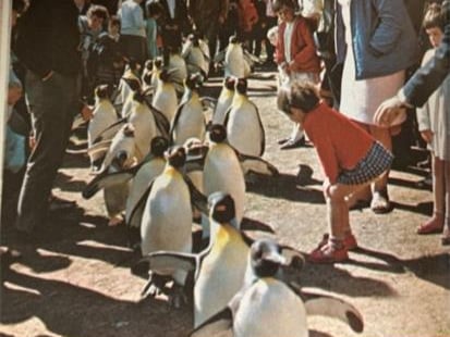 The famous Edinburgh Zoo penguin parade, pictured in the 1930s.