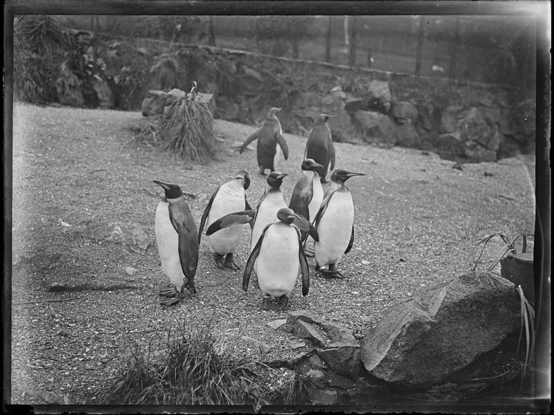 The penguin enclosure at Edinburgh Zoo, pictured in the 1930s.