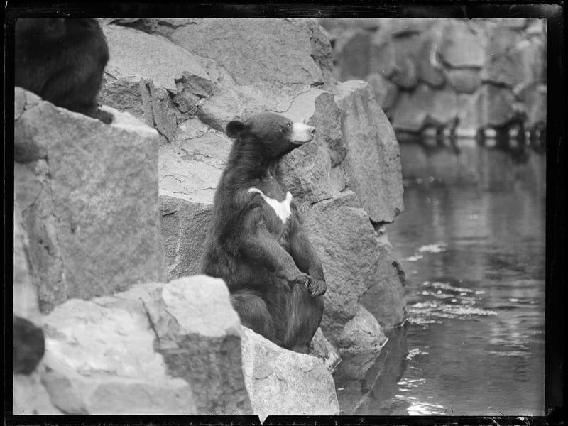 A bear sitting on a rock at Edinburgh Zoo in the late 1930s.